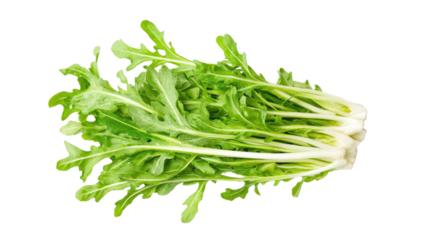 Fresh puntarelle salad with green chicory shoots and crisp texture served as healthy vegetable dish, isolated on white background