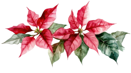 Watercolor painting of poinsettia flower with vibrant red petals and green leaves showing festive floral art, isolated on white background