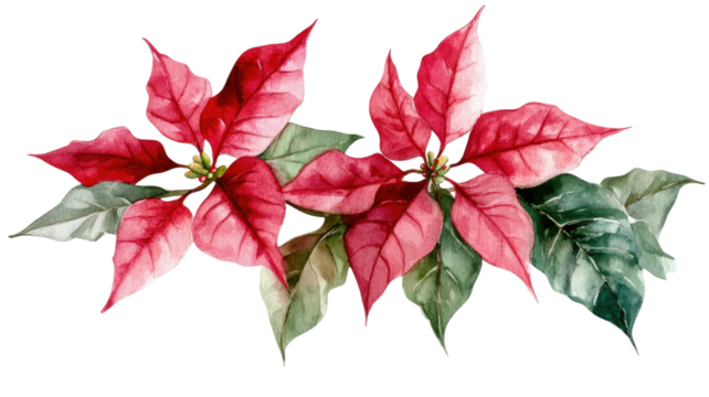 Watercolor painting of poinsettia flower with vibrant red petals and green leaves showing festive floral art, isolated on white background