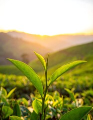 A vibrant close-up showcasing new tea leaves bathed in sunlight, set against a blurred backdrop of rolling hills and a glowing sky