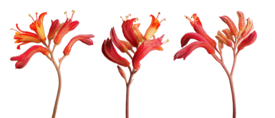 A vibrant display of three red-orange flowers with intricate petals, showcasing their natural beauty against a clean background, perfect for nature-themed projects or botanical illustrations