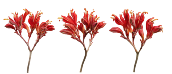 Vibrant red flowers arranged in a natural setting, showcasing their intricate petals and lush green stems against a soft, blurred background, ideal for nature-themed projects