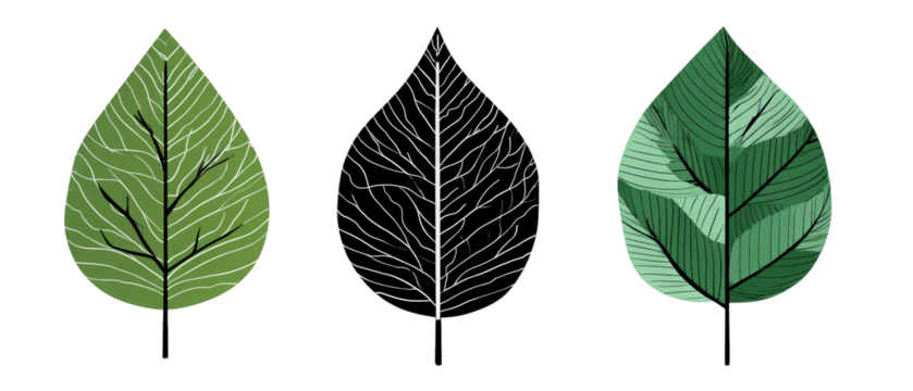 A vibrant collection of three distinct leaf illustrations showcasing various textures and patterns, set against a clean background, ideal for educational and decorative purposes