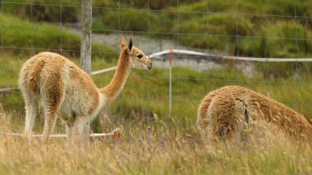Vicunas Grazing in Highland Meadow Near Fence in Scotland