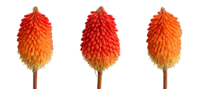 A vibrant display of three closely arranged orange and red flower spikes, showcasing their intricate textures and colors against a clean background, perfect for botanical illustration or floral design