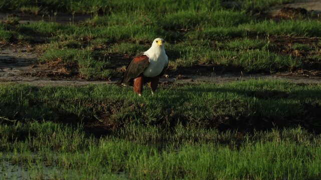 An African Fish-Eagle sitting in the green grass, Chobe National Park.