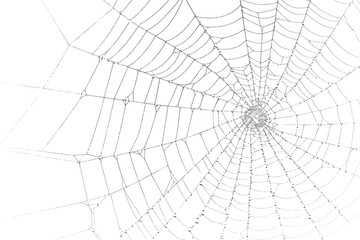 Spiderweb, a delicate and intricate natural structure