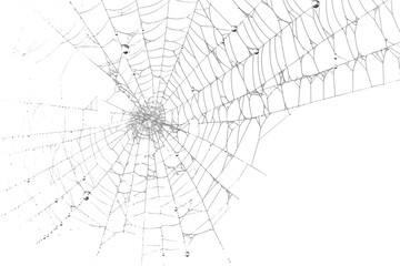 Fototapeta premium Spiderweb, a delicate and intricate natural structure