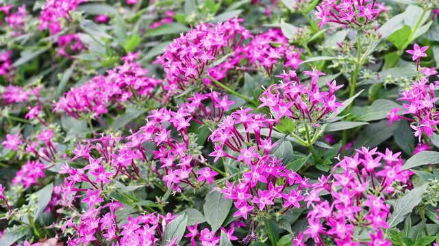 Dense clusters of pink, star-shaped Pentas flowers with bright green foliage in a summer garden.