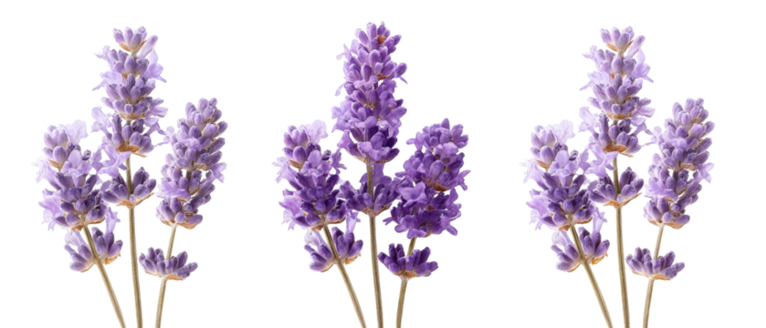 A vibrant arrangement of freshly harvested lavender flowers, showcasing their rich purple hues and delicate stems, set against a clean background ideal for decorative or aromatic use