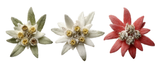 Three distinct varieties of edelweiss flowers displayed prominently, showcasing their unique colors and textures against a clean background, ideal for nature-themed projects