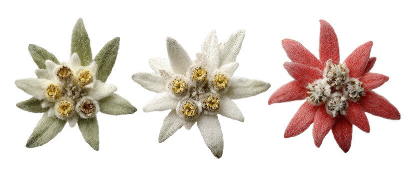 エーデルワイス」の写真素材 | 18,031件の無料イラスト画像 | Adobe Stock