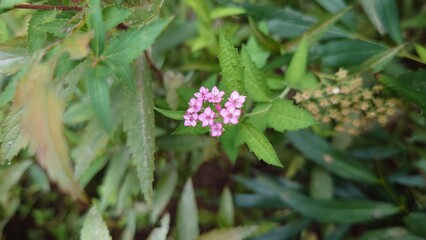 小さなピンクの花
