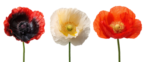 A vibrant display of three distinct poppy flowers showcasing red, white, and orange petals with intricate details, set against a clean black background, ideal for floral-themed designs