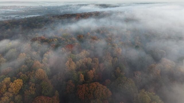 Morning low clouds Epping forest misy fog drifting over tree tops