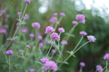 薄紫のセンニチコウの花