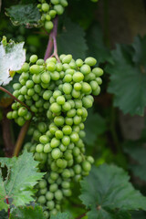 Close-up of green unripe grapes hanging on vine among leaves.