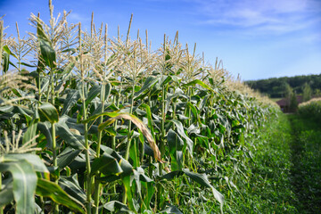 Rows of tall green corn plants growing in sunny field with blue sky.