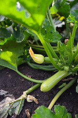 Young zucchini growing on plant in garden soil.