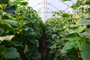 Cucumber plants growing in modern greenhouse