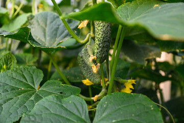 Close-up of green cucumber hanging on vine among large leaves in garden.