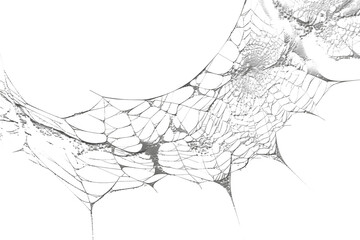 Spiderweb with intricate patterns, a delicate creation