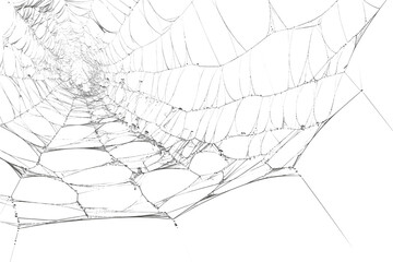 Spiderweb, a delicate and intricate natural structure