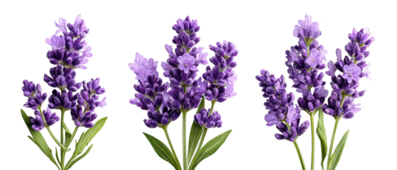 A vibrant arrangement of lavender flowers showcasing their rich purple hues and lush green leaves, set against a clean background, perfect for floral designs or wellness themes
