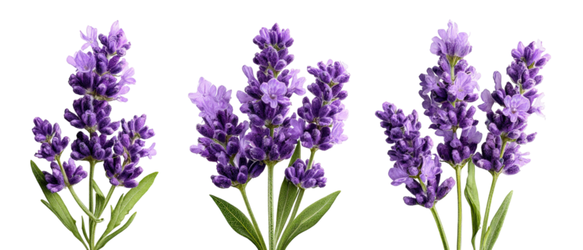 A vibrant arrangement of lavender flowers showcasing their rich purple hues and lush green leaves, set against a clean background, perfect for floral designs or wellness themes