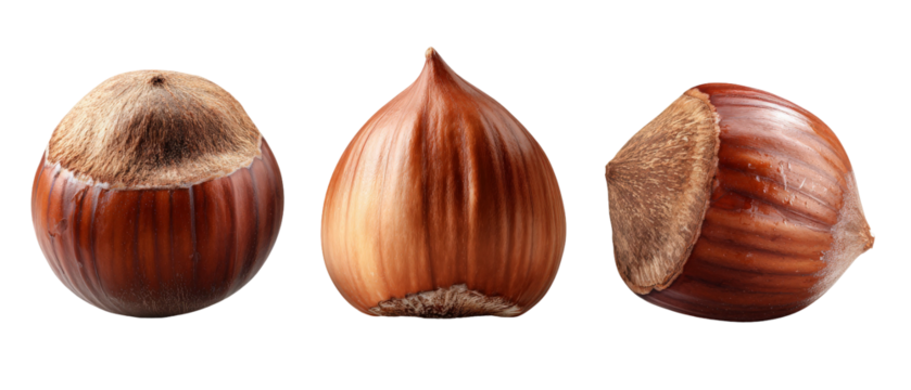Three beautifully arranged chestnuts showcasing their glossy brown shells and unique shapes against a clean white background, ideal for culinary or seasonal use