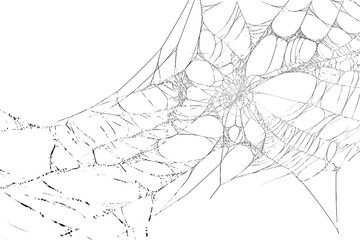 Spiderweb with intricate patterns in closeup view