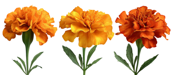 A vibrant display of marigold flowers in varying shades of orange and yellow, showcasing their lush petals and green stems against a clean background, ideal for floral design projects