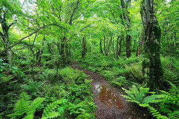 fresh green forest and path with ferns