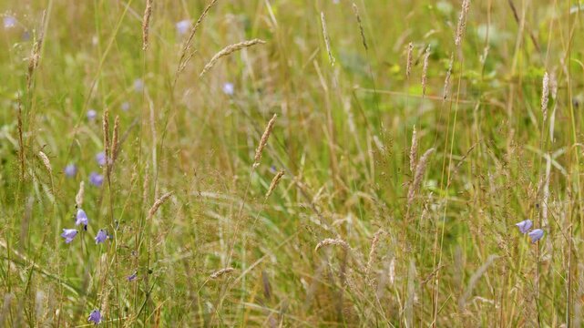 Summer Wildflowers and Grasses Swaying in Highland Meadow