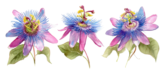 A vibrant arrangement of three passion flowers showcasing intricate petals and vivid colors, set against a clean background, ideal for botanical illustrations or floral designs