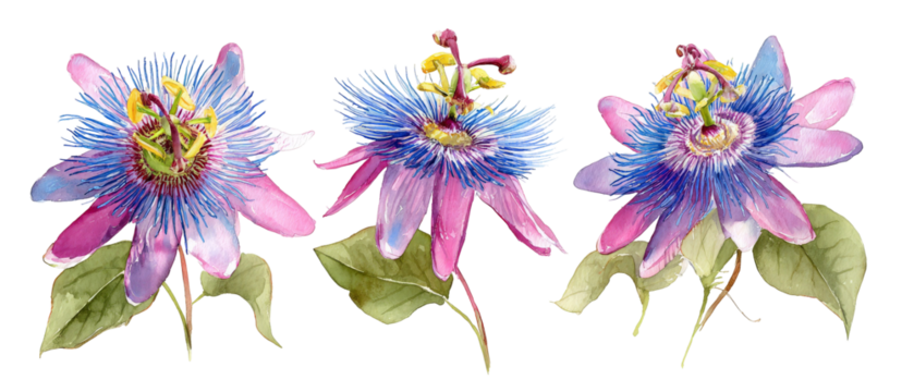A vibrant arrangement of three passion flowers showcasing intricate petals and vivid colors, set against a clean background, ideal for botanical illustrations or floral designs