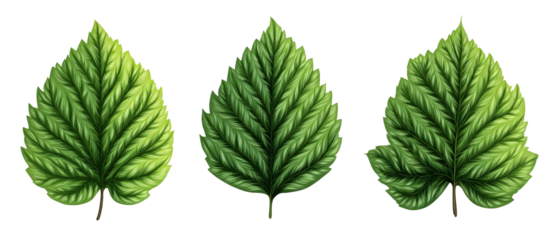 Three intricately detailed green leaves arranged in a row, showcasing their unique textures and shapes against a plain background, ideal for nature-themed designs or educational materials
