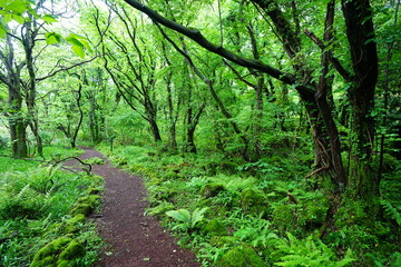 fine spring path through old trees and fresh ferns