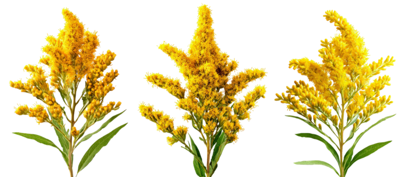 A vibrant display of goldenrod flowers showcasing their bright yellow blooms against a clean background, perfect for nature-themed projects and floral arrangements