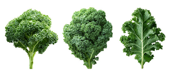 A vibrant display of fresh, green kale varieties arranged neatly, showcasing their unique textures and shapes, set against a clean white background ideal for culinary use