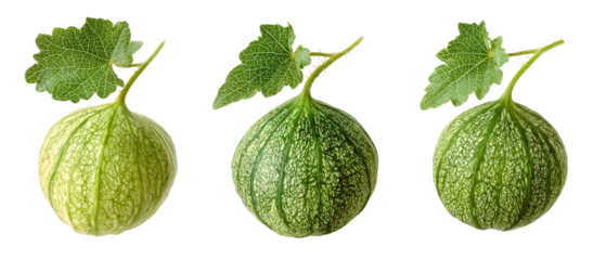 Three stages of a melon?s growth displayed side by side, showcasing the transition from unripe green to ripe green, with detailed textures and vibrant colors against a clean background