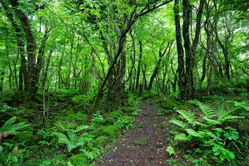 fine spring path through old trees and fresh ferns