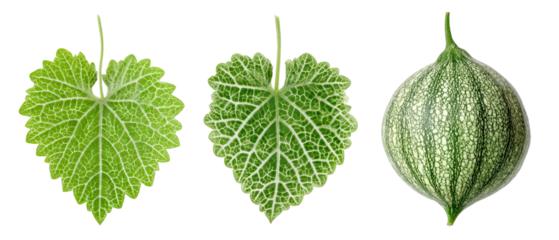 Three distinct types of green leaves showcasing various shapes and textures, set against a clean background, ideal for botanical studies or nature-themed projects