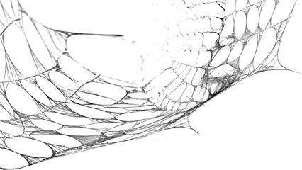 Spiderweb with irregular mesh, a natural trap