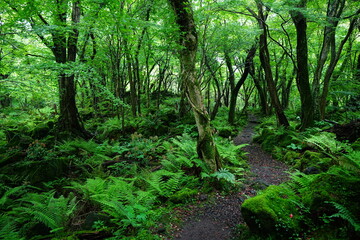 fine spring path through old trees and fresh ferns