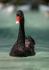 The black swan is a large waterbird, a species of swan which breeds mainly in the southeast and southwest regions of Australia.