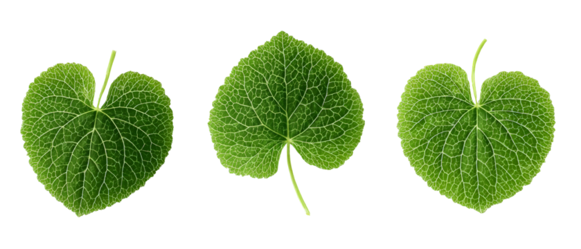 Three vibrant green leaves showcasing intricate vein patterns, arranged artistically against a plain background, ideal for natural themes in design and educational purposes