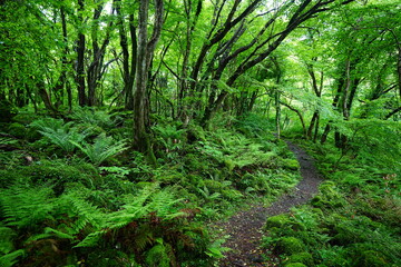fine spring path through old trees and fresh ferns