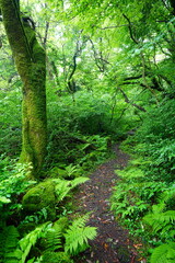 fine spring path through old trees and fresh ferns