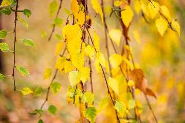Autumn birch tree branches with yellow and green leaves. Close-up of fall foliage in soft natural light, blurred background. Peaceful autumn nature scene.